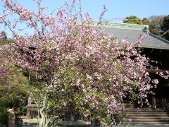 鎌倉　妙本寺　花海棠　16:20頃

ここでは祖師堂前の左右に花海棠が植えられています。
まだ陽射しが当たっていて、花海棠の花の色も引き立ちます。