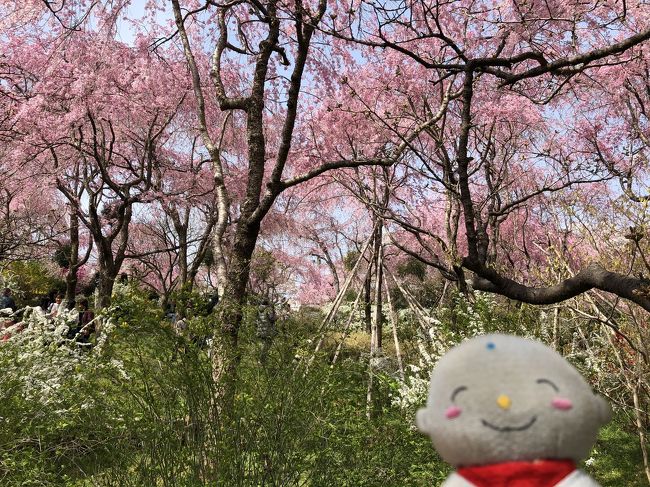 京都の桜 2018今年のおすすめ 京都の旅行記 ブログ By 旅じぞうさん フォートラベル