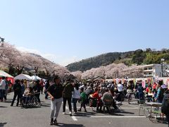 山北桜まつり会場に着きました！桜満開じゃないですかー♪