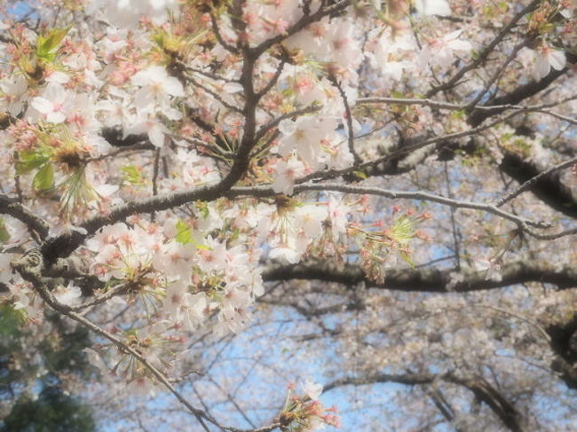 急げ 代々木公園で初めてのお花見 代々木 東京 の旅行記 ブログ By 生粋のパリジェンヌさん フォートラベル