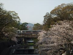 駅から200mほど行った夙川沿いに桜並木が立ち並び、先週岡山行った時に電車から見えた時は来週あたり満開かなあと思っていたら、予想通りです。