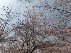 よく聞く造幣局のサクラはまだ早いらしく、毛馬桜之宮公園へ。