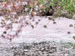 身を任す　風と流れに　花筏

駄作・・・
任せたくないです。

夢希望　抱いて花咲く　物語り　
・・・
人生こう有りたいものです。