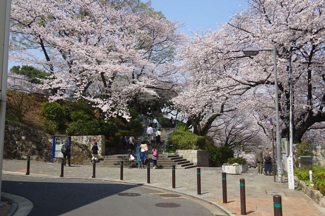 横浜 満開のさくら 掃部山公園 ｍｍ２１ 山下公園 横浜公園 横浜 神奈川県 の旅行記 ブログ By Takeおじさん フォートラベル