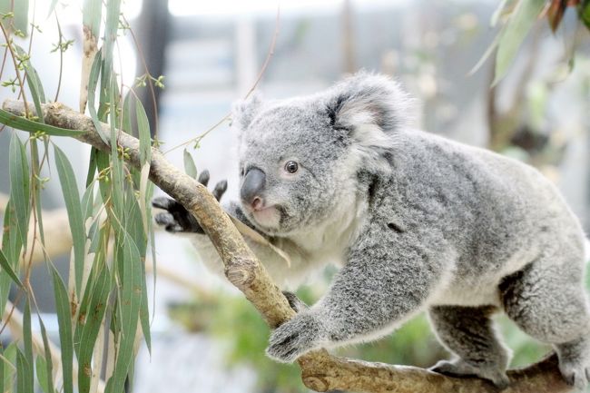 春のドライブ日和の埼玉こども動物自然公園 ２ 午前編 朝から元気なコアラのニーナちゃん やっと会えたコロンくん ピノっち レッサーパンダのしあわせな庭オープン２日目 久しぶりのお外ミンミンとミヤビちゃん ハナビちゃん 東松山 埼玉県 の旅行記 ブログ