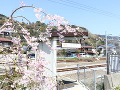 いつもなら、山北桜まつりの会場になる鉄道公園側の駐車場はガラガラなのに、流石にお祭りとあれば交通規制で入れない…。何ヶ所かある臨時駐車場に車をとめて、歩いて(シャトルバスあります)会場まで行きました♪( ´▽｀)

山北駅の開けてない方側の入口。ローカルですねー♪枝垂れ桜がだらーんと枝垂れてました♪