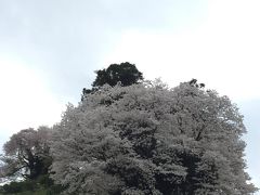 小坂みかん共同農園の桜　見事！