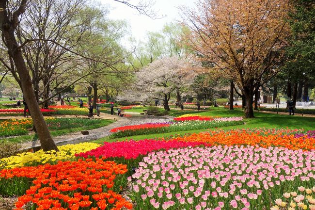 春の国営昭和記念公園 18年4月4日 チューリップ ガーデンは見頃でした 立川 東京 の旅行記 ブログ By あんこう鍋さん フォートラベル