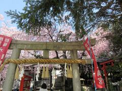 水火天満宮　桜があふれてます。