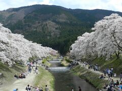 川の両側に「これでもか！」というくらいに桜が咲き誇っています♪
素晴らしい風景だなあ～！☆