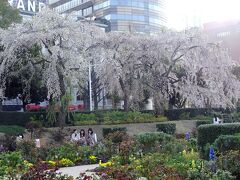 山下公園

さくらと花壇。