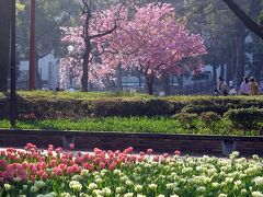 横浜公園

ここはチューリップが見事な公園。