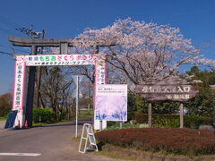 バス停すぐの母智丘（もちお）公園の桜も満開だ。