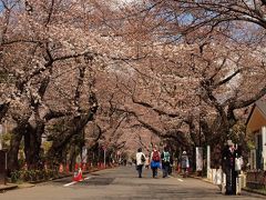 ２０１８．３．２３

天王寺を出るとそこは谷中霊園の桜並木。

ソメイヨシノがだいぶ咲き出しています。
それにともなって、人出も増えてきました。
