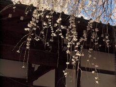 ２０１８．３．２３

谷中大雄寺本堂前の枝垂れ桜。

このお寺には、高橋泥舟のお墓があります。幕末期の幕臣、槍術家で、勝海舟、山岡鉄舟とともに幕府の三舟といわれる人です。
