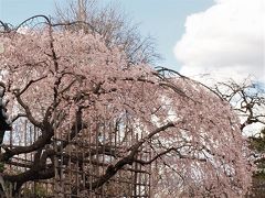 ２０１８．３．２３

谷中領玄寺の枝垂れ桜。
もう満開を過ぎた感じでしたが、なんとかきれいでした。


