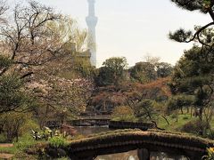 ２０１８．３．２６

日曜日はお休みして次の月曜日は向島百花園で静かに春を堪能。
園内にはそれとなく桜が咲いています。

東京スカイツリーがすぐ近くなので、園内どこからでも見ることが出来ます。

