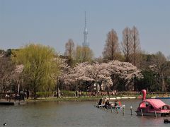 ２０１８．３．２８

不忍池から桜越しに見るスカイツリー

お天気も良く桜も満開ということで、ボート池にスワンボートがたくさん繰り出しています。

