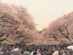 ２０１８．３．２９

かの有名なお花見スポットの上野の山の桜並木はこんな感じですので、遠目に見るだけにして・・・

