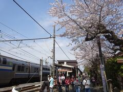 北鎌倉駅から出発

鎌倉の花めぐりはいつも北鎌倉から出発する。
駅の周辺はさくら。