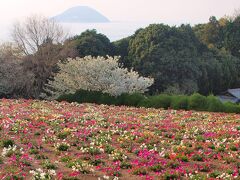 能古渡船場　西鉄バス　アイランドパーク　所要13分
能古島アイランドパークへ

お花畑のリビングストンデージーと桜
島の桜ってステキだわねぇ。
