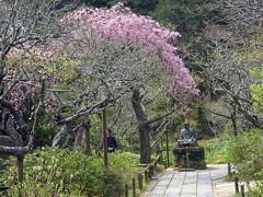 東慶寺　境内

東慶寺は花の寺。四季折々の花が見られる。
さくらは、やや少ない。