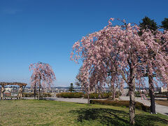 本八戸駅から徒歩5分くらいで八戸市の桜スポット
三八城公園に到着です

本数はそれほど多くないですが高台にあるので
桜をバックに八甲田山も撮ることができます