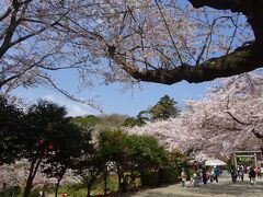 源氏山公園

ここも、さくらいっぱい。



