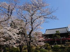 清水観音堂と桜。