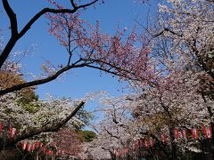 上野公園。
12時前に到着したら、やはりたくさんの人！
人が映らないようにやや上に向けてパチリ。