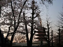 時刻は17:40、もうすぐ夕暮れ。
浅草寺にも桜が咲いているということで来てみました。