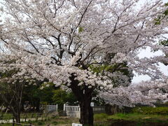 若林公園：桂太郎の墓の傍にある桜、見事な桜です