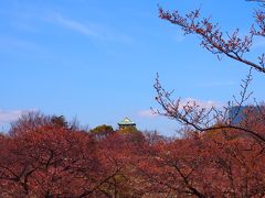 来た道を戻り大阪城公園に来ました。
桜のつぼみがいっぱいだからピンクが濃い。
桜の木の向こうに大阪城の天守が見えている。美しいね。