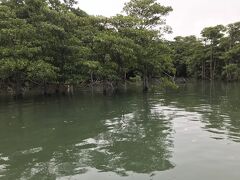 橋をくぐりしばらく行くと本当にジャングルのような湿地帯に囲まれます。
ここには日本に植生しているマングローブ林の25％があるんですって！
満潮時なのでよく見るマングローブの根の部分はあまり見えませんがここにしかない木も多くあります。