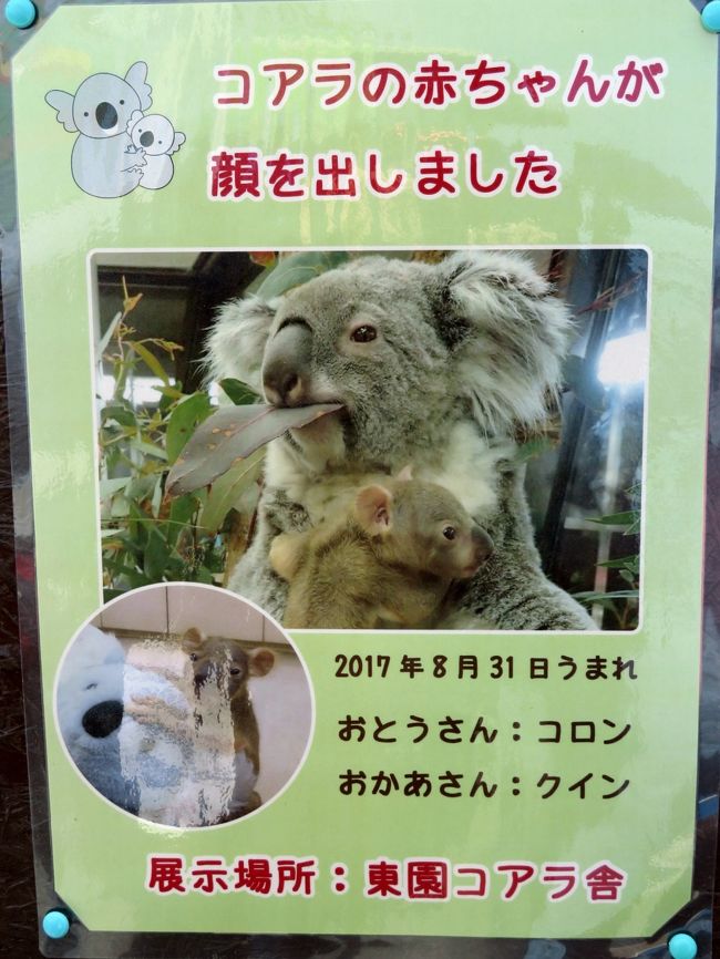 春のドライブ日和の埼玉こども動物自然公園(3)午後編:コアラ 春のドライブ日和の埼玉こども動物自然公園(3)午後編:コアラ