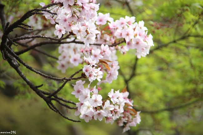 桜が長 く楽しめる新宿御苑 八重桜の見頃はこれからです 新宿 東京 の旅行記 ブログ By Morino296さん フォートラベル 桜が長 く楽しめる新宿御苑 八重桜の見頃はこれからです 新宿 東京 の旅行記 ブログ By Morino296さん フォートラベル