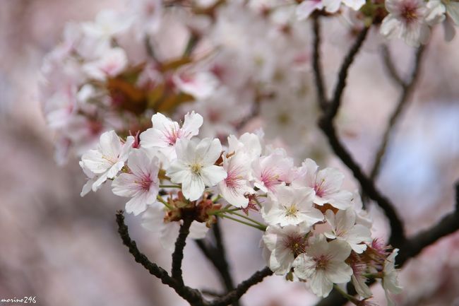 桜が長 く楽しめる新宿御苑 八重桜の見頃はこれからです 新宿 東京 の旅行記 ブログ By Morino296さん フォートラベル 桜が長 く楽しめる新宿御苑 八重桜の見頃はこれからです 新宿 東京 の旅行記 ブログ By Morino296さん フォートラベル