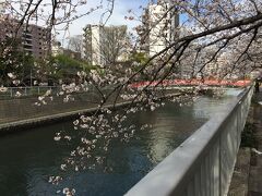 こちらは目黒川沿いです。
中目黒付近は混むので、同じ目黒川でも混まない北品川付近です。