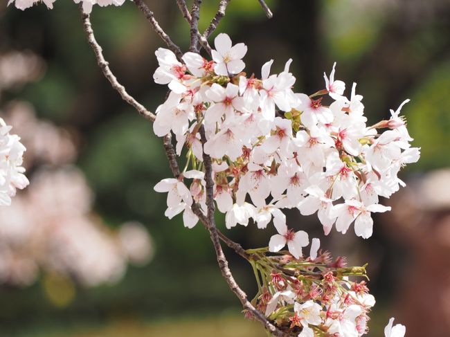 都心の桜花見リレー18 目黒川 千鳥ヶ淵 靖国神社 新宿御苑 市ヶ谷 東京 の旅行記 ブログ By ぬいぬいさん フォートラベル 都心の桜花見リレー18 目黒川 千鳥ヶ淵 靖国神社 新宿御苑 市ヶ谷 東京 の旅行記 ブログ By ぬいぬいさん フォートラベル