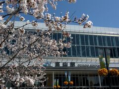 富山駅前の桜はちょうどいい感じに咲いている。