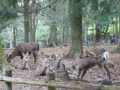 ぎょうさんたむろしてるわー。
鹿せんべい売り場の近くでした。
奈良公園内の鹿は、山に住んでいる鹿に比べ少し小さいんですって。
1,400頭くらいで雌は700頭なのだと、後からタクシードライバーさんが教えてくれました。成長すると雄は70㎏、雌は50㎏くらいになるそう。
いつか見た屋久シカよりも大きいなぁ。
毎年5月は小鹿が誕生し、小鹿の間はイタチや野犬から守るために保護しているとのこと。反面、鹿に畑や草花を荒らされるので、公園近くにお住いの方は大変なんだそう。