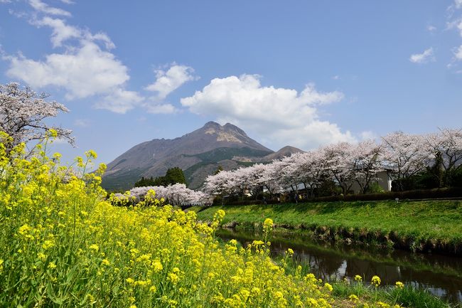 油絵湯布院の桜菜の花由布岳のＦ6号です 油絵湯布院の桜菜の花由布岳のF6号です - 絵画