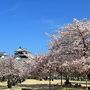 松山城　夜も昼も桜、さくら、サクラ！！