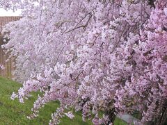 笛吹川フルーツ公園の桜はすでに散っていたが、この辺りはまだまだ見頃となっている。