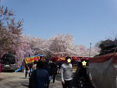 鳥居をくぐると大きなしだれ桜。
観桜期に出店される桜茶屋も。

