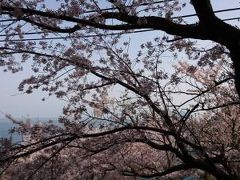 そして、周防大島の最大の目的！

五条の千本桜にやってきましたー☆