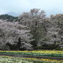 神代桜を見に行きたくて。