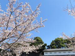 富士見櫓と桜。青空でとっても気持ちよかった。