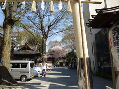 子安神社の桜