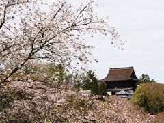 さて、お腹がいっぱいになったところで、吉水神社の一目千本へ向かう。

11時、吉水神社の階段下から蔵王堂を眺める。
このシチュエーション、桜満開なら最高だったのにな。

吉水神社 入山料 200円